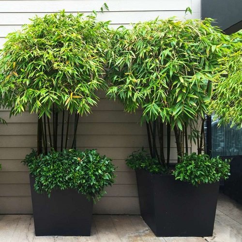 Black Bamboo with 8 leaf