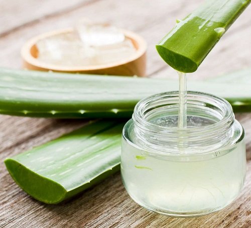 Fascinating Things Everyone with an Aloe Plant Needs to Know 1
