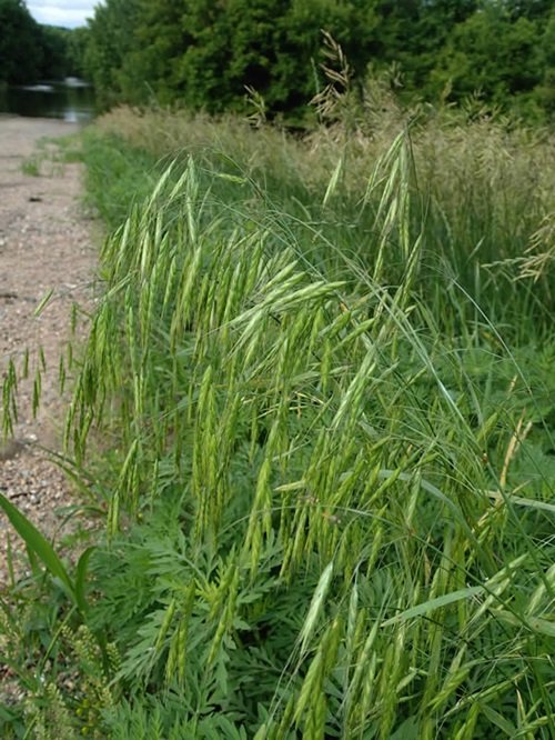 Japanese Brome Weeds that Look Like Wheat