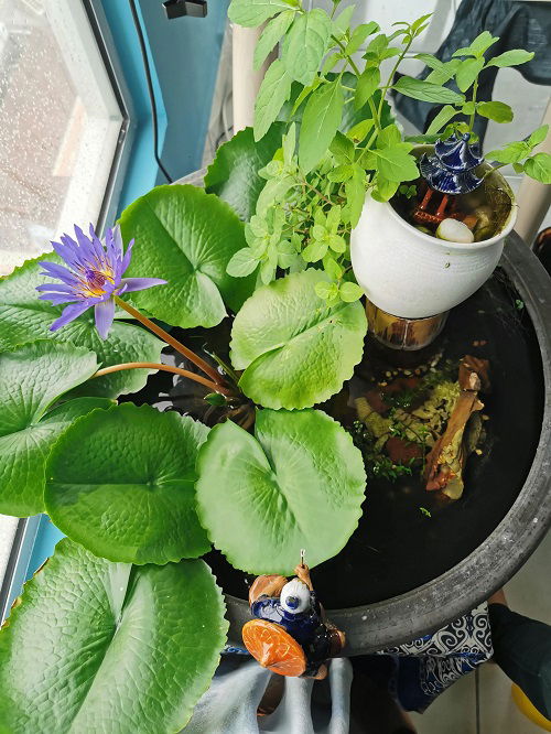 Caring for Your Container Water Garden