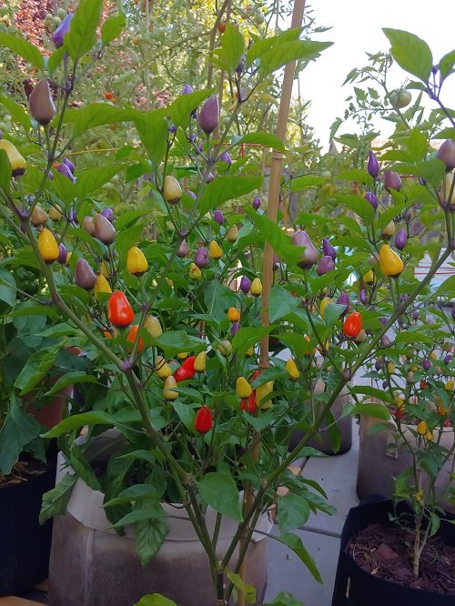 Peppers with Vertical Growth 