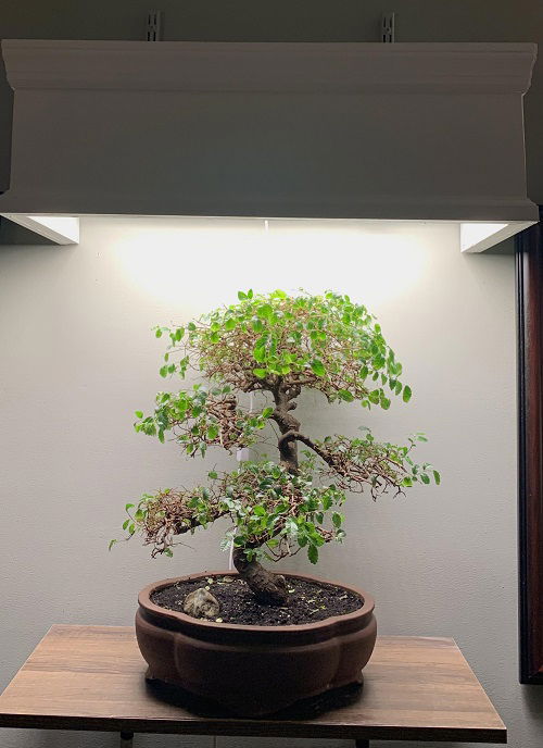 Indoor Plants That Normally Resemble Bonsai 1
