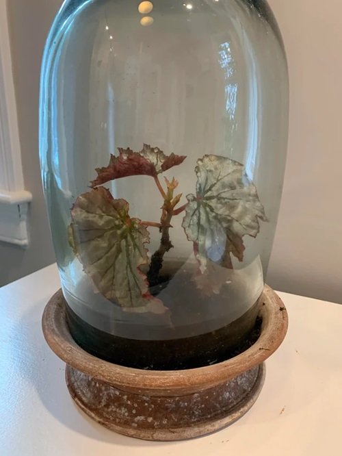 Cloche Containers propagation indoor