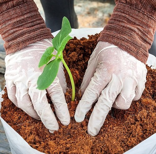 Coconut Coir to Propagate Plants Successfully in Fall and Winter