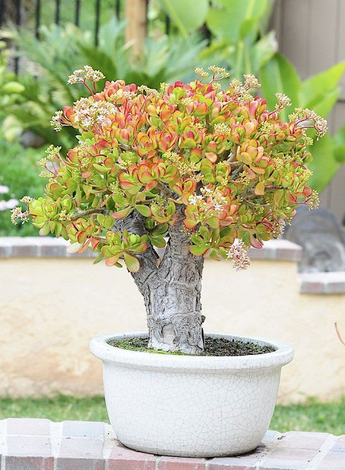 tallest varieties of jade plants