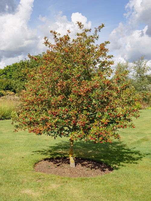 best Bird-Friendly Shrubs for the Winter