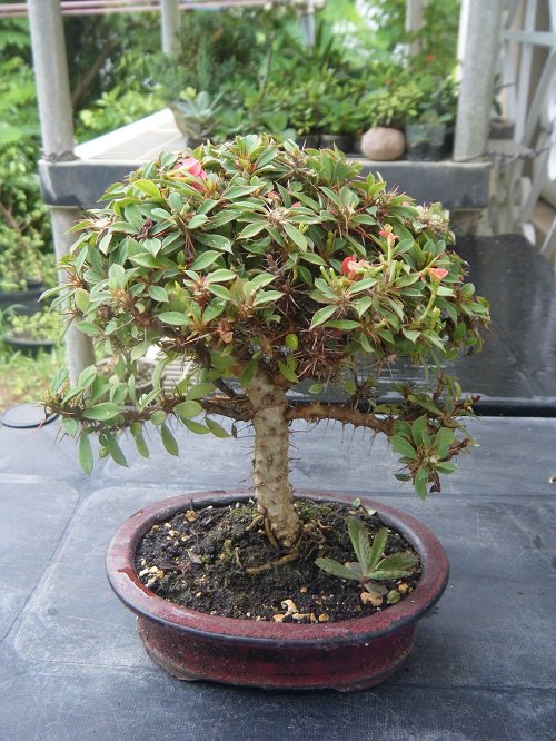 Crown of Thorns bonsai