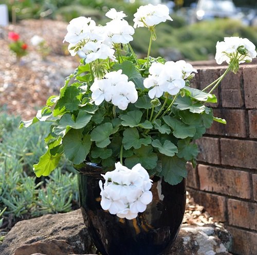 Dandy White Pearl Best White Geraniums in pot