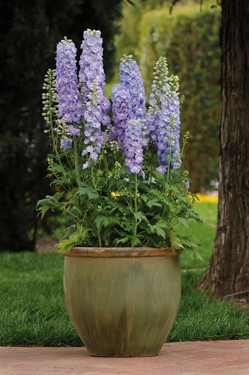Delphinium cone flower pot in garden