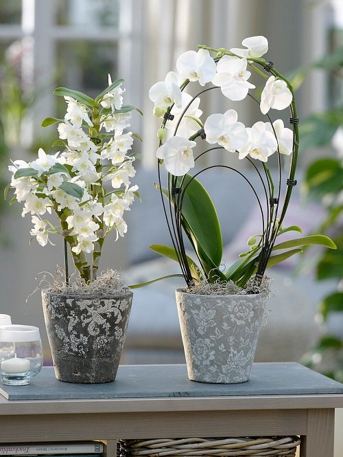 Dendrobium Orchids indoor plant