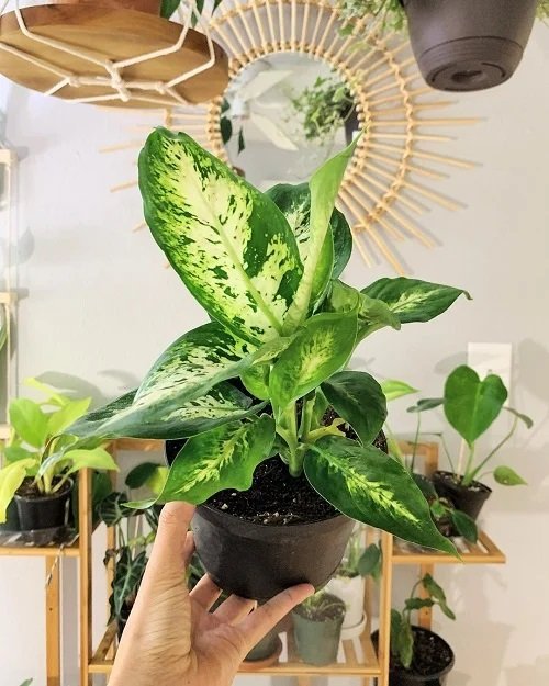 Dumb Cane Plant With Bizarre Name