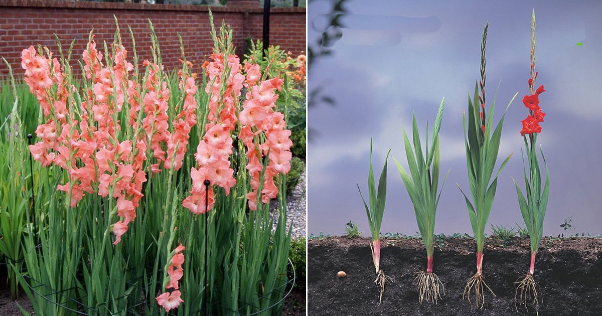 Different Gladiolus Growing Stages Explained Balcony Garden 