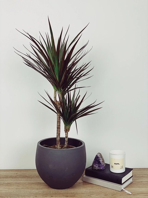Dracaena 'Black Dragon' plant on wooden table