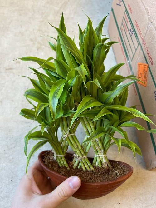 Chinese Indoor Plants 15