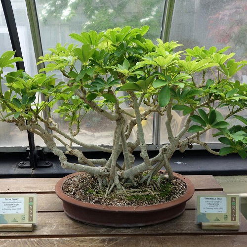 Plants That Normally Resemble Bonsai 