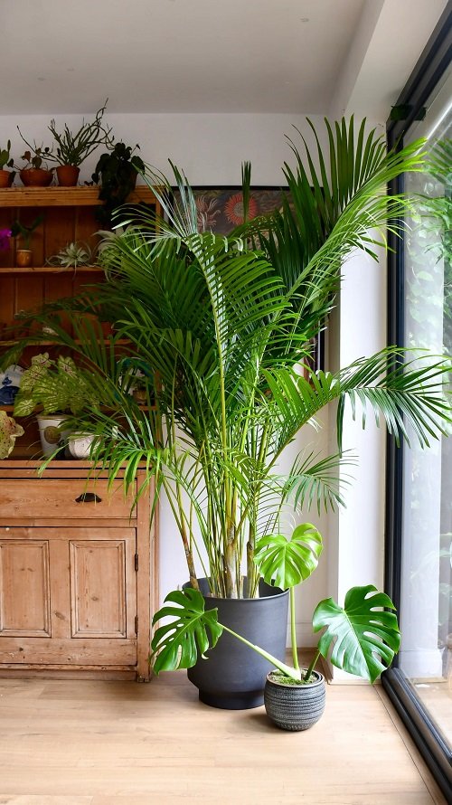 Areca Palm indoor plant 