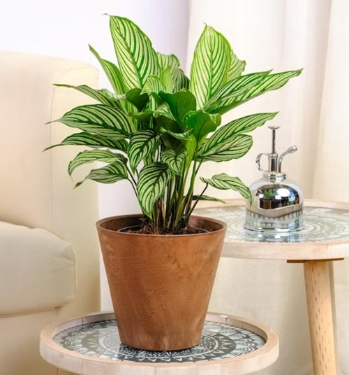 Elliptica plant terracotta pot in living room