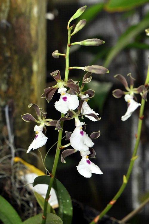 Orchids with a Chocolate Scent 2