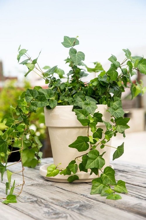English Ivy and stems in pot