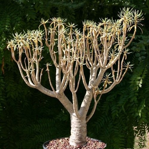 Balsum Spurge bonsai