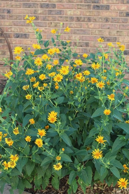 False Sunflower plant near wall