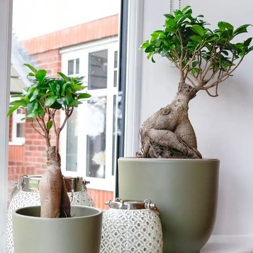 Chinese Indoor Plants 7