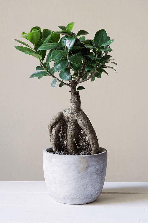 Indoor Plants That Normally Resemble Bonsai