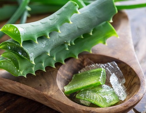 Amazing Facts About Aloe Plants 1