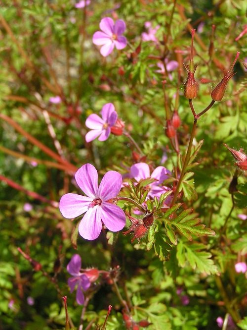 Herb Robert with red steam