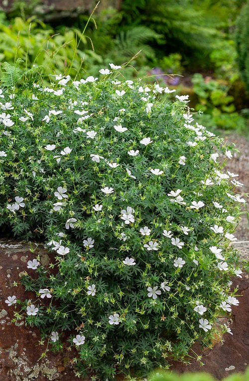 The Best For White Geraniums