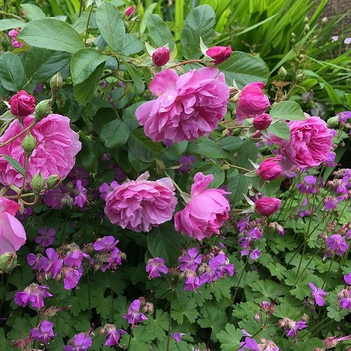 Rose companion plants to ward against pests 1
