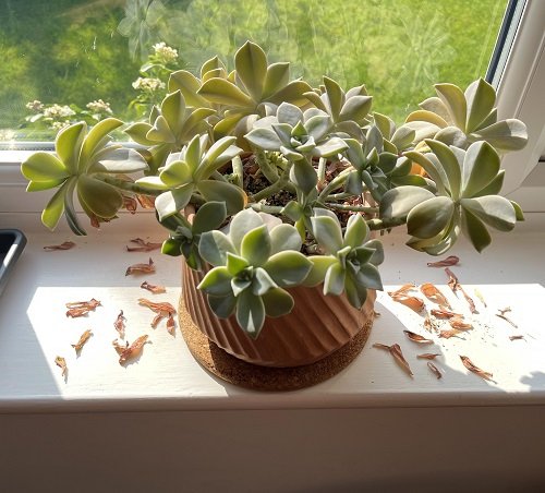 Succulents for Windows