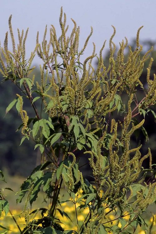 Giant Ragweed red wines