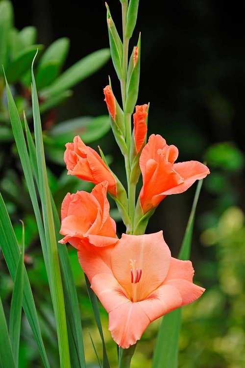'Bolivian Peach' Gladiolus in peach colour