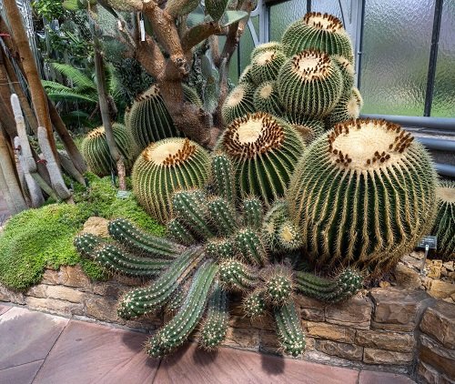 Golden Barrel Cactus Look Like Boobs
