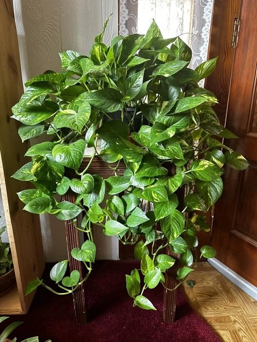 Bushier and Lusher Indoor Plants That Grow Faster