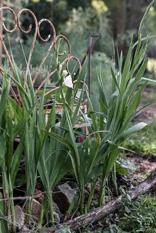 Growing Gladiolus 
