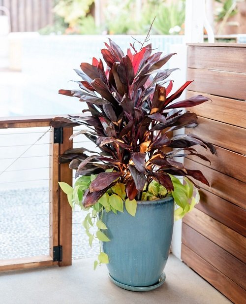 Hawaiian Ti Plant in indoor