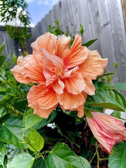 'Double Peach' Hibiscus in peach colour
