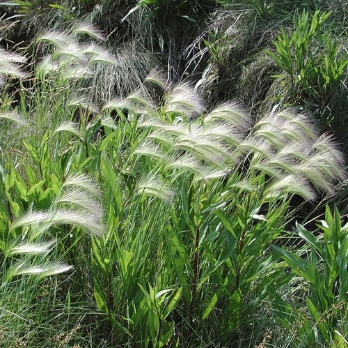 Foxtail Barley Weeds that Look Like Wheat