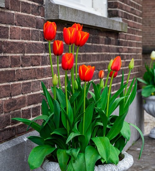 Best French Flowers Red Tulips near wall