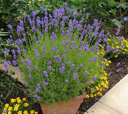 lavender for pest control