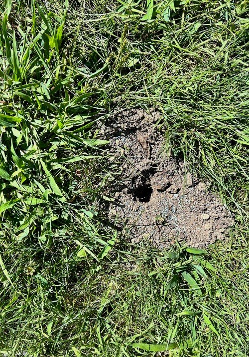 messed-up soil and holes