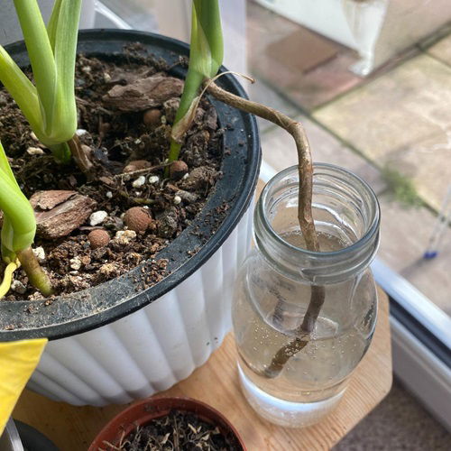  monstera aerial roots in water jar
