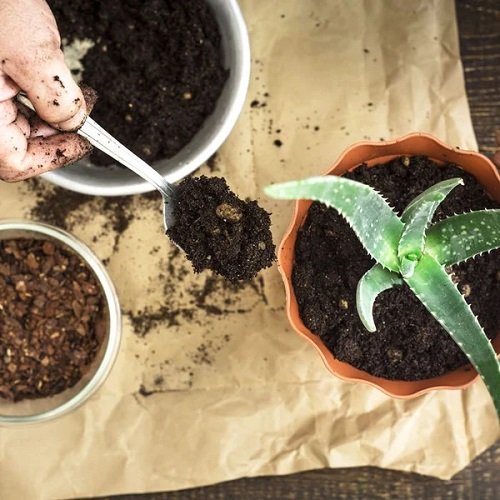Plant Growing Mistakes 5