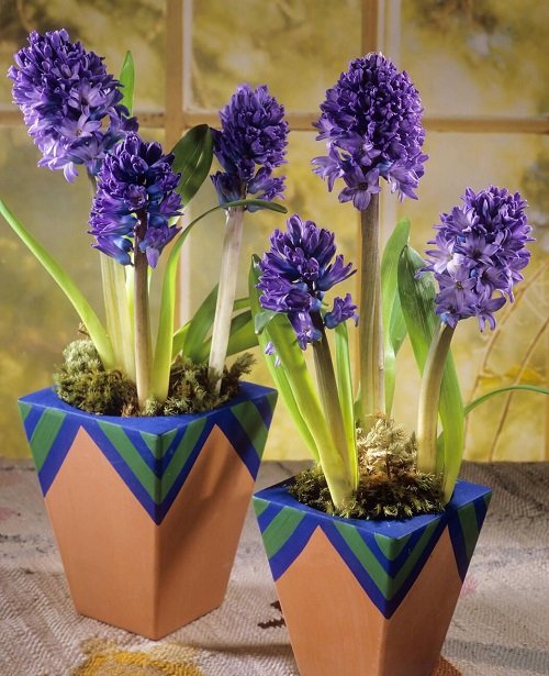 Purple bloom Indoor Plants