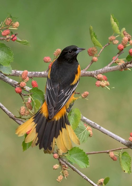 Baltimore Oriole Black and Orange Birds