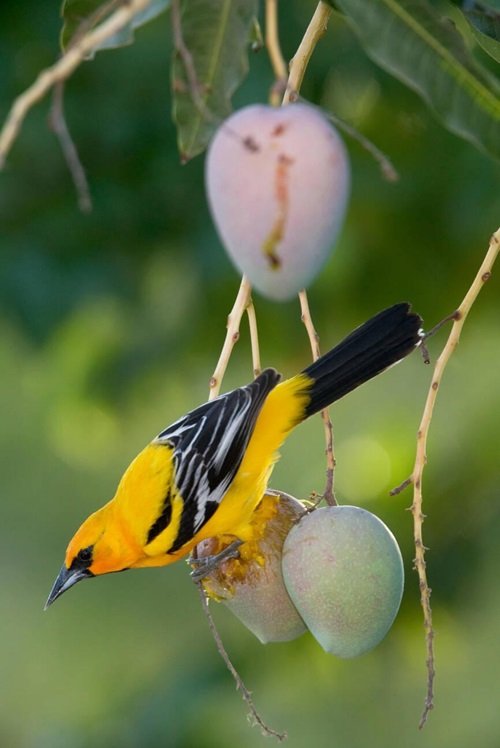 Streak-backed Oriole on mango tree