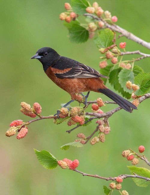 Orchard Oriole on tree stack