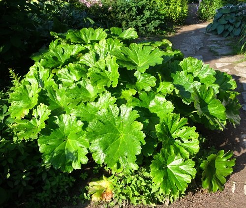 the greatest plants that resemble rhubarb 1